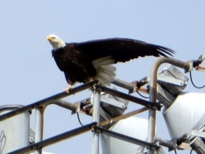 Eagles nest attracts attention in Algiers